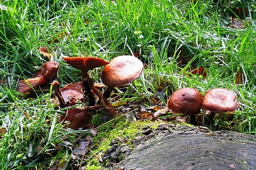 Vennenbos (16)